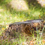 Stump that needs removal by tree removal Smithville experts