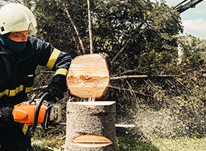 Expert in tree removal in Smithville using a chainsaw to fell a tree